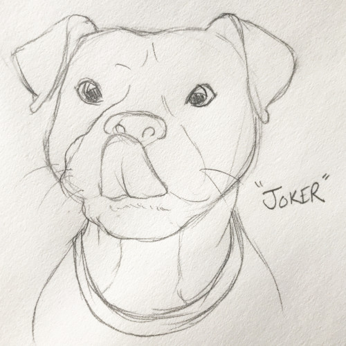 Cute dog drawing ❤| easy pencil sketch | Dog drawing simple, Dog pencil  drawing, Dog sketch